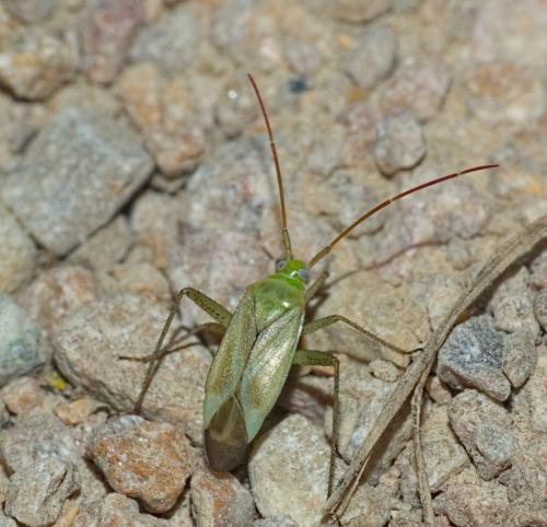 Réf. 307 554 : Adelphocoris lineolatus